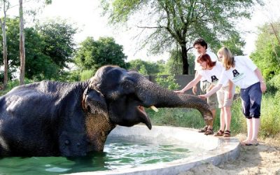 Calling Animal Lovers for a Wild Weekend with Wildlife SOS