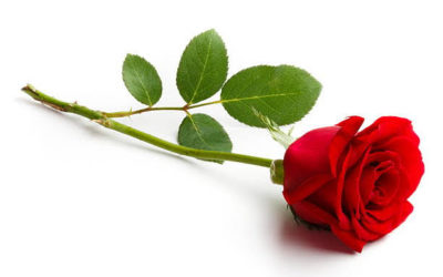 A Single Red Rose