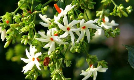 The Magic of Harsingar /Sheuli/Night Jasmine/Parijat Flower