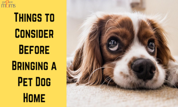 Things to Consider Before Bringing a Pet Dog Home