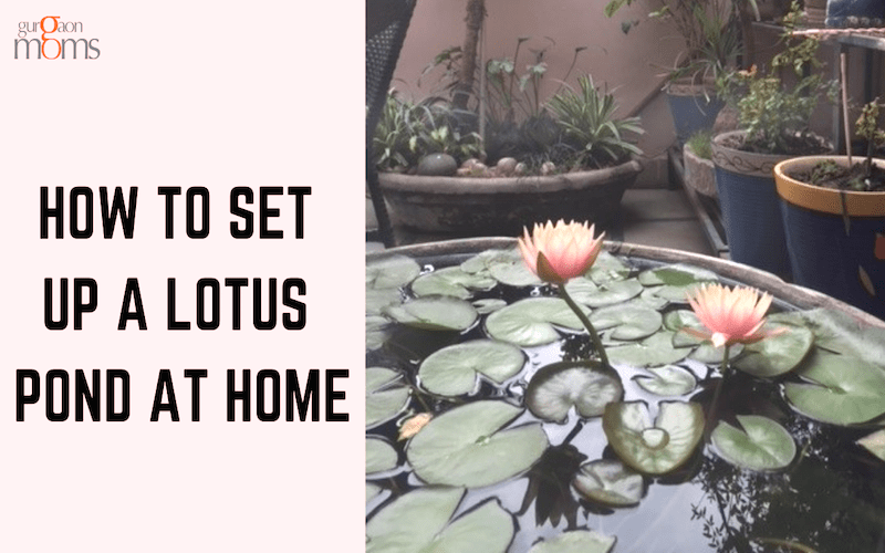 How to set up a Lotus Pond at Home
