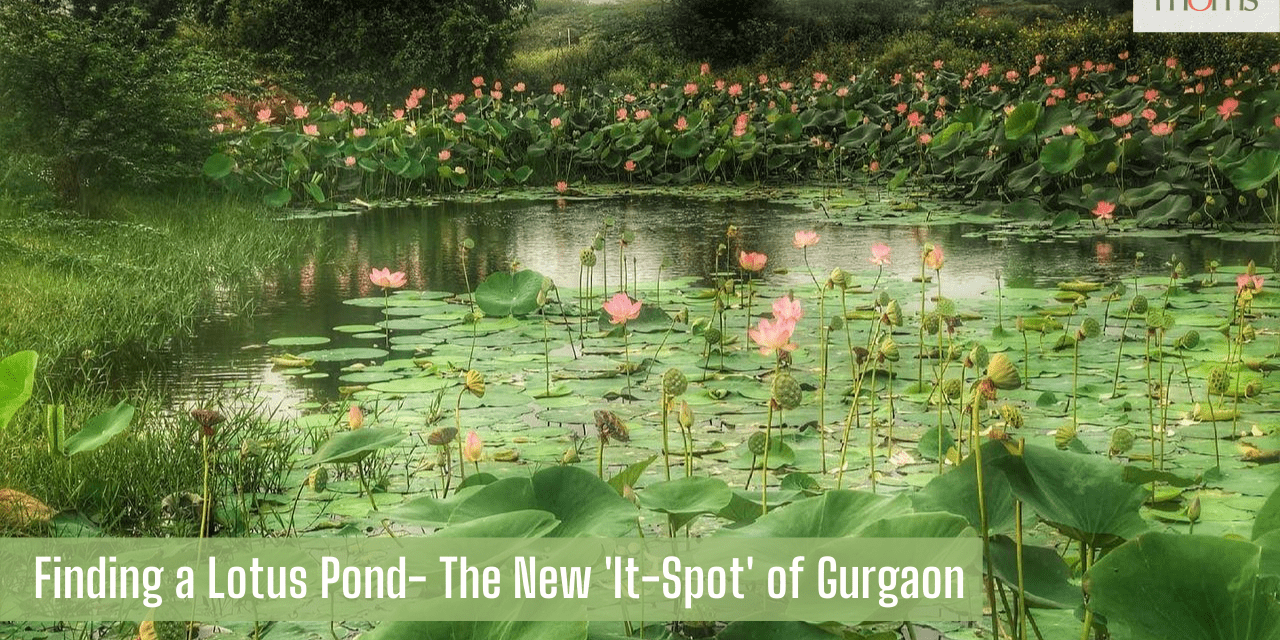 Finding a Lotus Pond- The New ‘It-Spot’ of Gurgaon