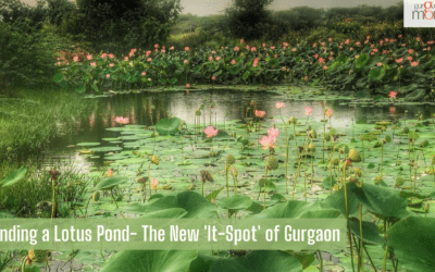Finding a Lotus Pond- The New ‘It-Spot’ of Gurgaon