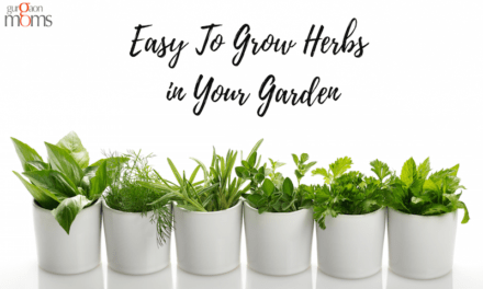 Easy To Grow Herbs in Your Garden